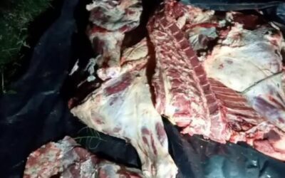 Encontraron una vaquilla faenada en un establecimiento sobre RN 127