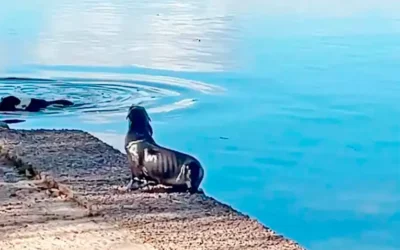 Costa del uruguay: Apareció un lobito de mar en la Costanera de Gualeguaychú