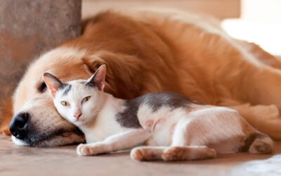 Localidad entrerriana implementará el Registro de Animales Domésticos