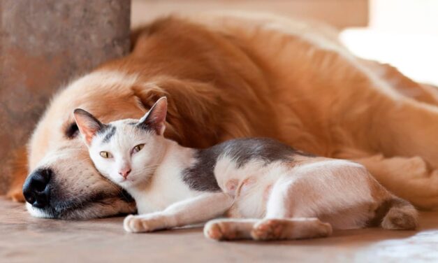 Localidad entrerriana implementará el Registro de Animales Domésticos